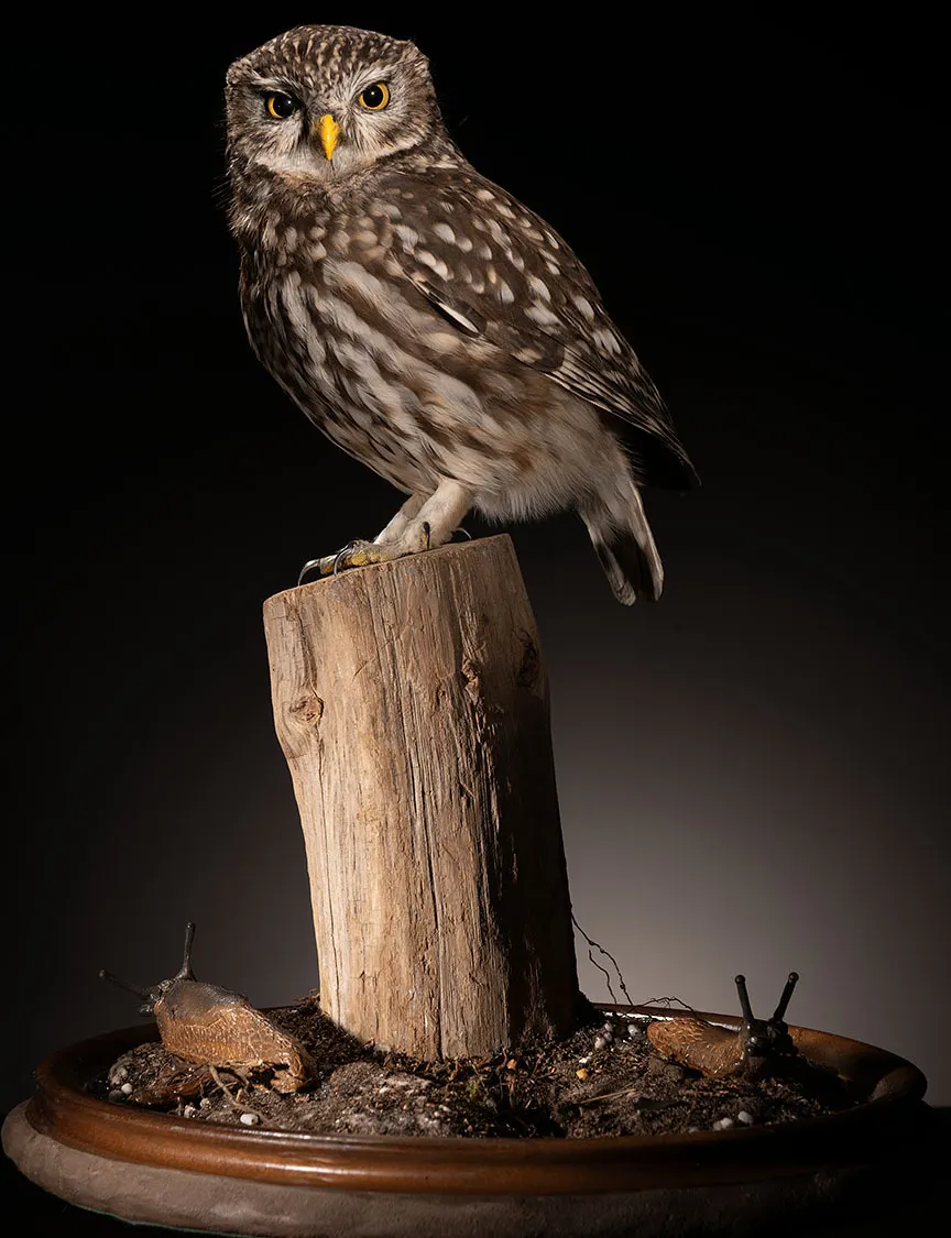 Opgezette steenuil (Athene noctua), geprepareerd door Judith van Schendel