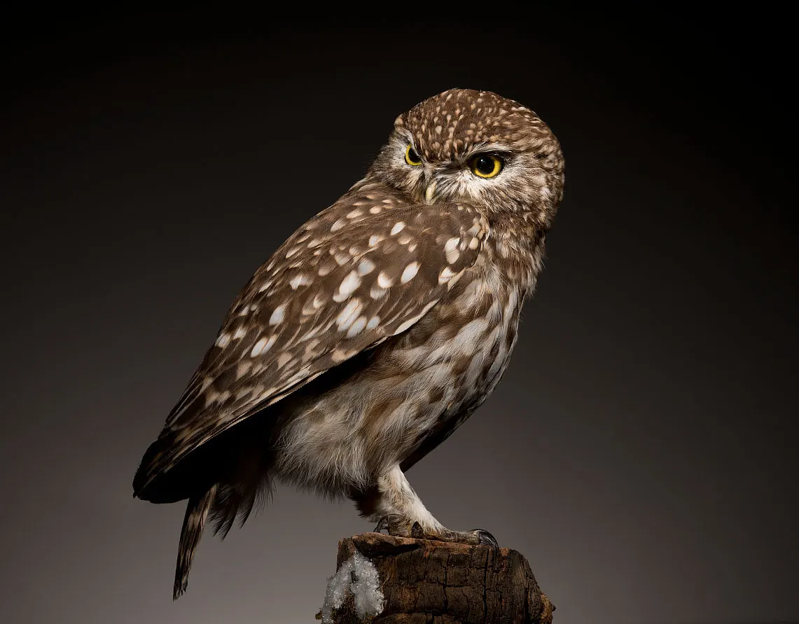 Opgezette steenuil (Athene noctua), geprepareerd door Judith van Schendel