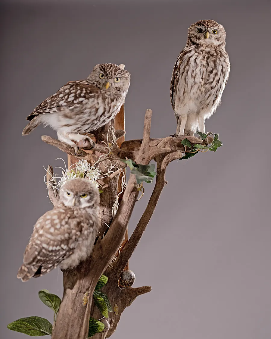 Twee opgezette steenuiltjes (Athene noctua), wedstrijdstuk van het EK taxidermie in Salzburg