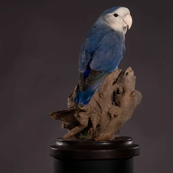 Opgezette agapornis (Agapornis), geprepareerd door Judith van Schendel