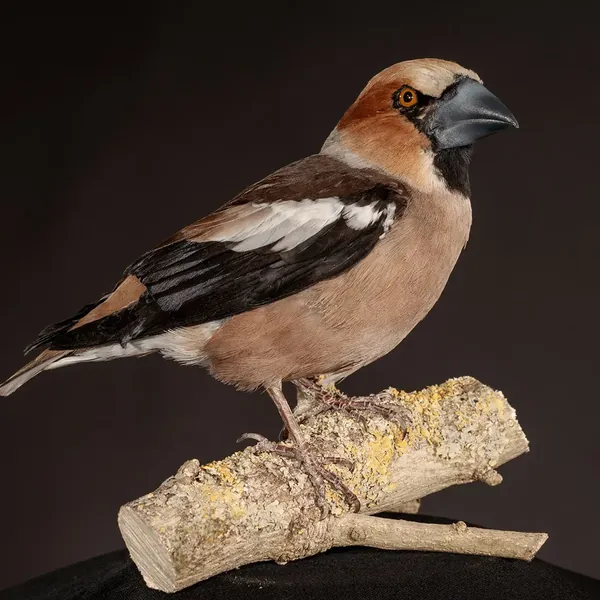 Opgezette appelvink (Coccothraustes coccothraustes), geprepareerd door Judith van Schendel