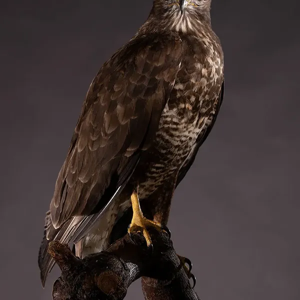 Opgezette buizerd (Buteo buteo), geprepareerd door Judith van Schendel