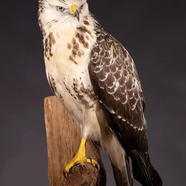 Opgezette buizerd (Buteo buteo), geprepareerd door Judith van Schendel