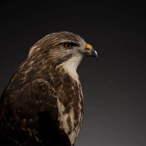 Opgezette buizerd (Buteo buteo), geprepareerd door Judith van Schendel