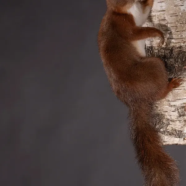 Opgezette eekhoorn (Sciurus vulgaris), geprepareerd door Judith van Schendel