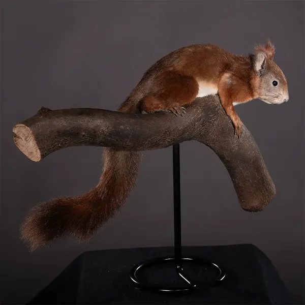 Opgezette eekhoorn (Sciurus vulgaris), geprepareerd door Judith van Schendel