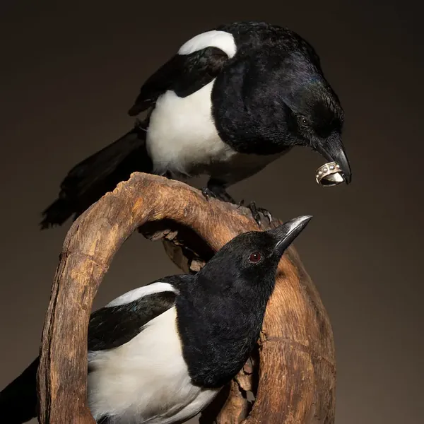 Opgezette eksters (Pica pica), werkstuk Eksters in love van Judith van Schendel