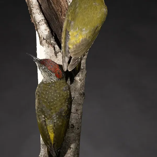 Opgezette Groene specht (Picus viridis), geprepareerd door Judith van Schendel