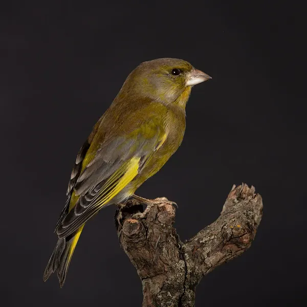 Opgezette groenling (Chloris chloris), geprepareerd door Judith van Schendel
