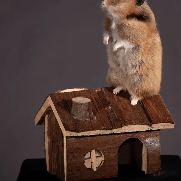 Opgezette hamster, geprepareerd door Judith van Schendel