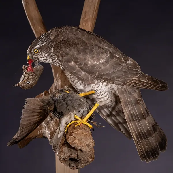 Opgezette havik met prooi (Accipiter gentilis), geprepareerd door Judith van Schendel