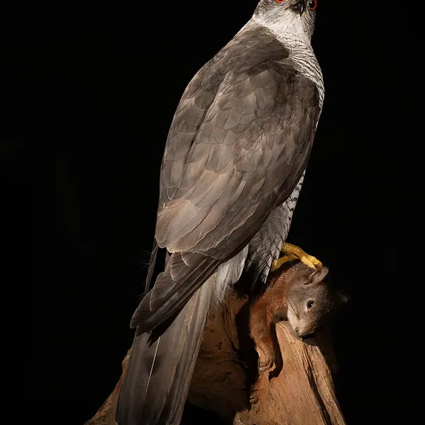 Opgezette havik met prooi (Accipiter gentilis), geprepareerd door Judith van Schendel