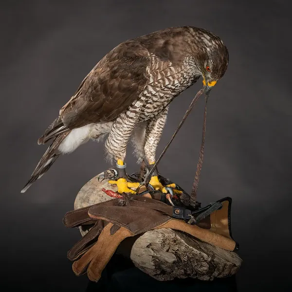 Opgezette havik op handschoen (Accipiter gentilis), geprepareerd door Judith van Schendel