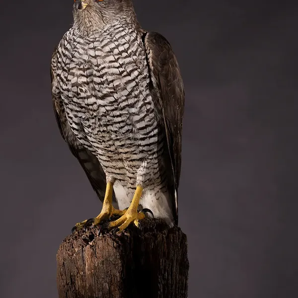 Opgezette havik (Accipiter gentilis), geprepareerd door Judith van Schendel