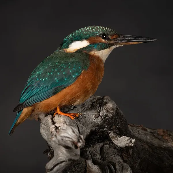 Opgezette IJsvogel (Alcedo atthis), geprepareerd door Judith van Schendel