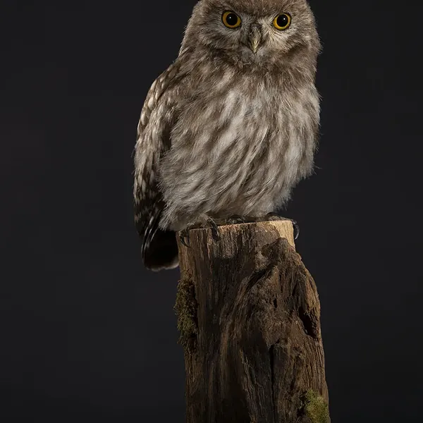 Opgezette Jong steenuiltje (Athene noctua), geprepareerd door Judith van Schendel
