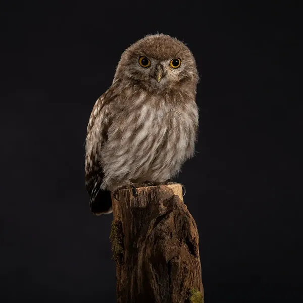 Opgezette Jong steenuiltje (Athene noctua), geprepareerd door Judith van Schendel