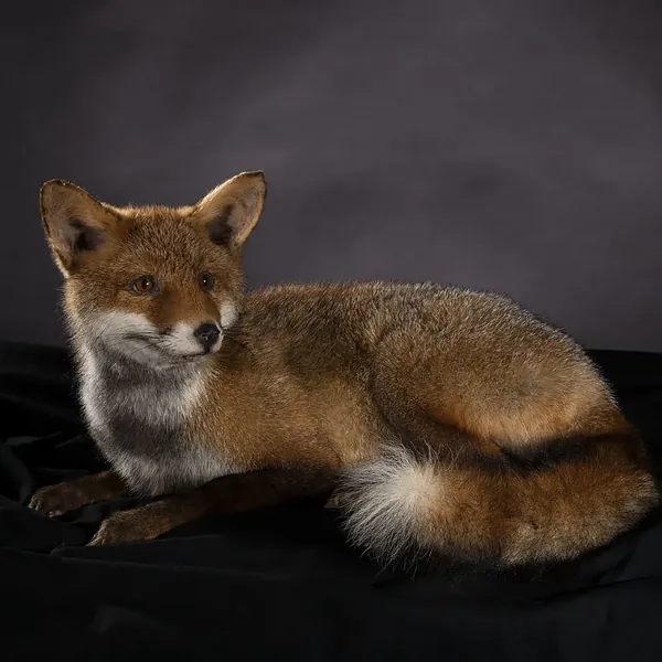 Opgezette Jonge rode vos (Vulpes vulpes), geprepareerd door Judith van Schendel