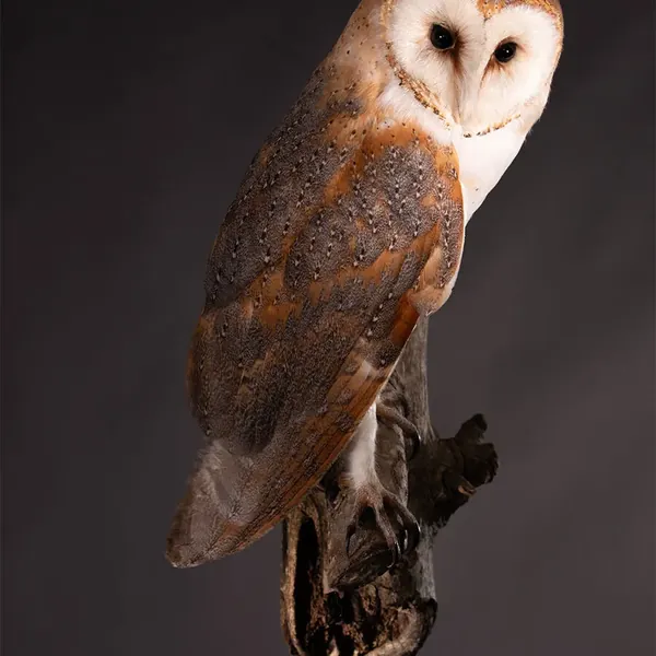 Opgezette kerkuil (Tyto alba), geprepareerd door Judith van Schendel