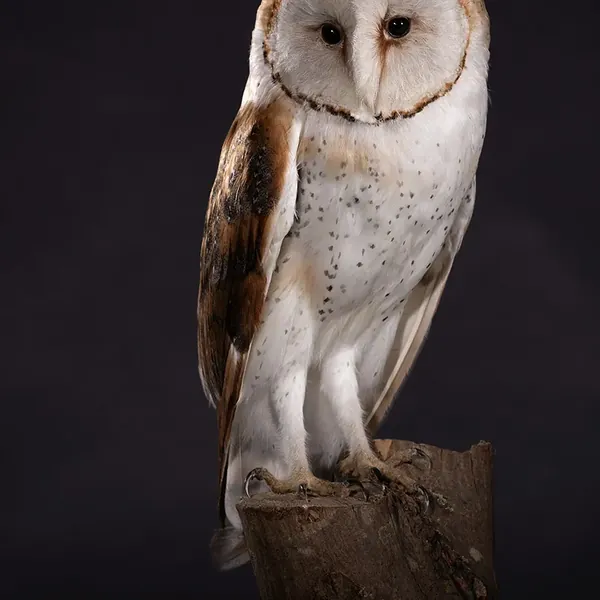 Opgezette kerkuil (Tyto alba), geprepareerd door Judith van Schendel