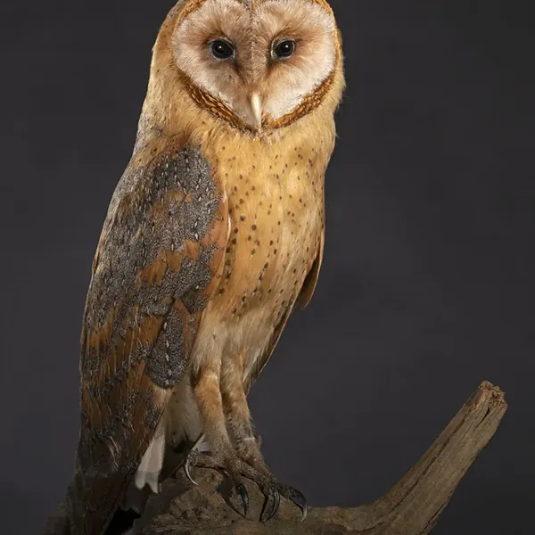 Opgezette kerkuil (Tyto alba), geprepareerd door Judith van Schendel