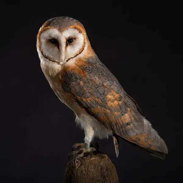 Opgezette kerkuil (Tyto alba), geprepareerd door Judith van Schendel