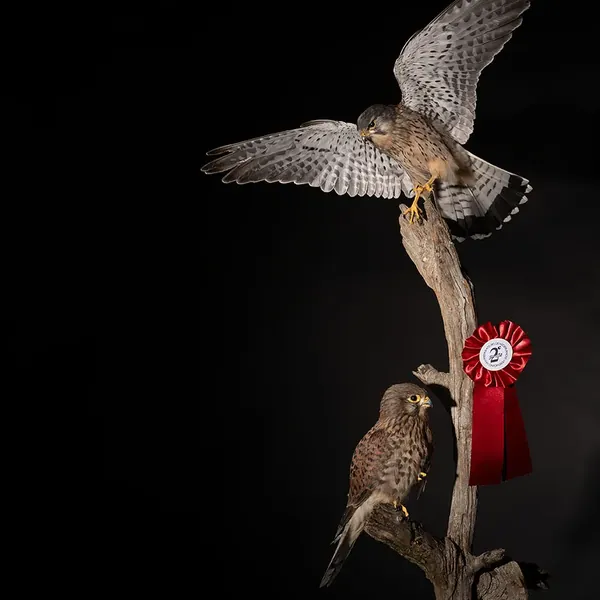 Opgezet koppel torenvalken (Falco tinnunculus), geprepareerd door Judith van Schendel