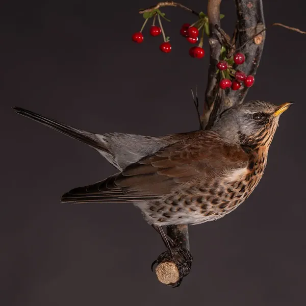 Opgezette kramsvogel (Turdus pilaris), geprepareerd door Judith van Schendel