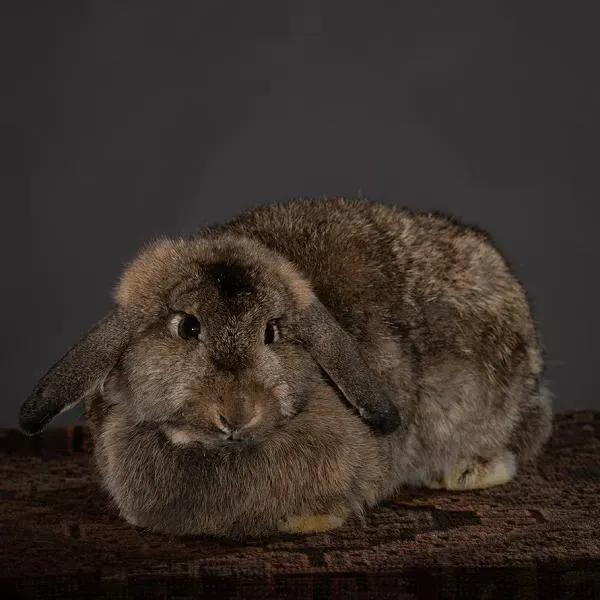 Opgezette langoorkonijn (Oryctolagus cuniculus), geprepareerd door Judith van Schendel