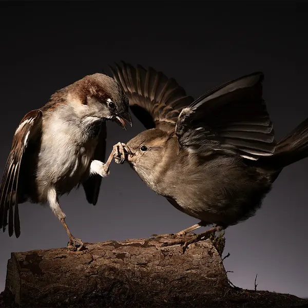 Opgezette mussen (Passer domesticus), geprepareerd door Judith van Schendel