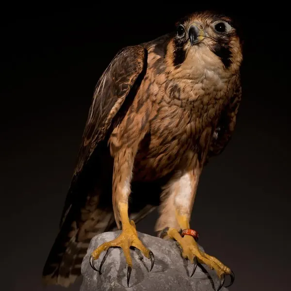 Opgezette shahin (Falco pelegrinoides), geprepareerd door Judith van Schendel