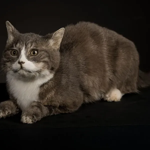 Opgezette poes (Felis catus), geprepareerd door Judith van Schendel