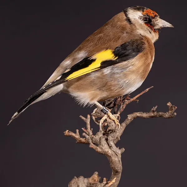 Opgezette putter (Carduelis carduelis), geprepareerd door Judith van Schendel