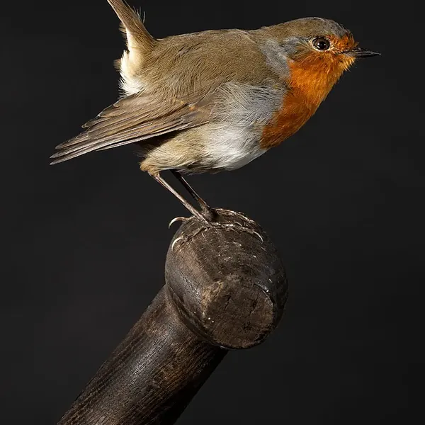 Opgezette roodborst (Erithacus rubecula), geprepareerd door Judith van Schendel