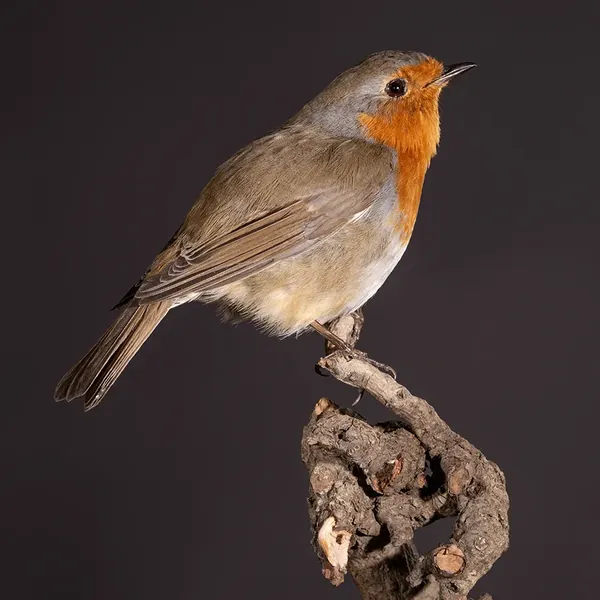 Opgezette roodborst (Erithacus rubecula), geprepareerd door Judith van Schendel