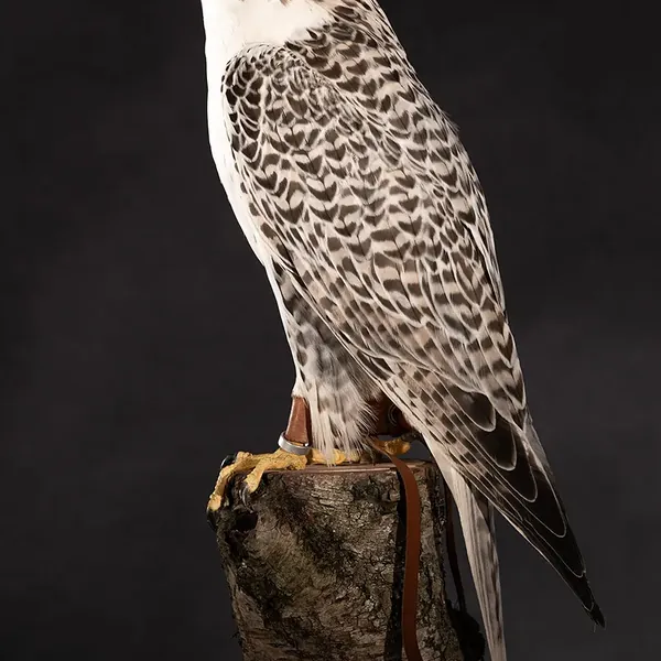 Opgezette sakervalk (Falco cherrug), geprepareerd door Judith van Schendel