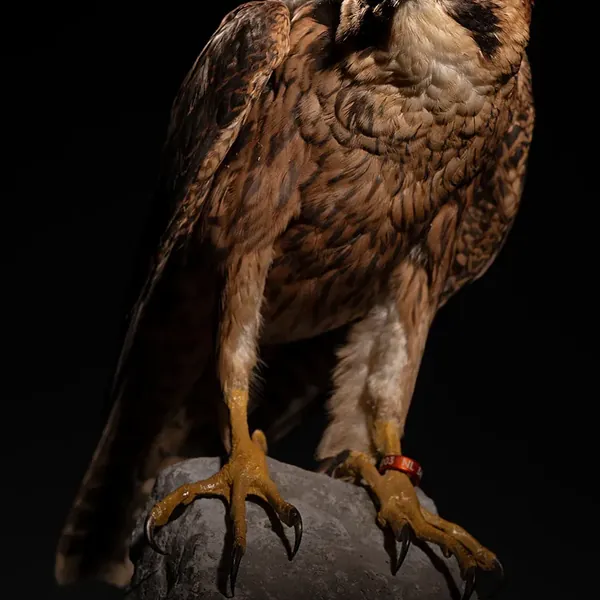 Opgezette shahin (Falco pelegrinoides), geprepareerd door Judith van Schendel