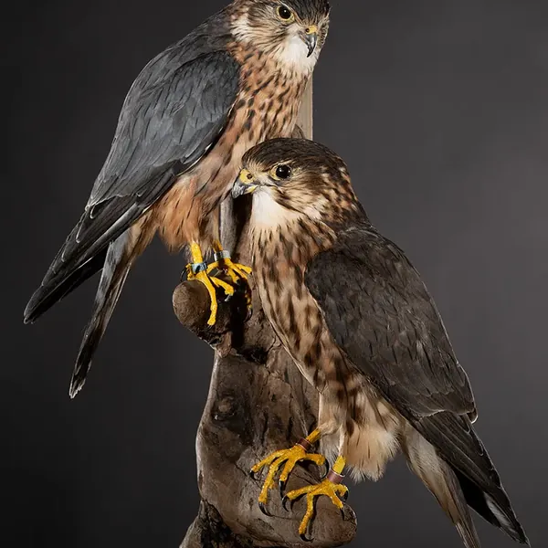 Opgezette smellekens (Falco columbarius), geprepareerd door Judith van Schendel