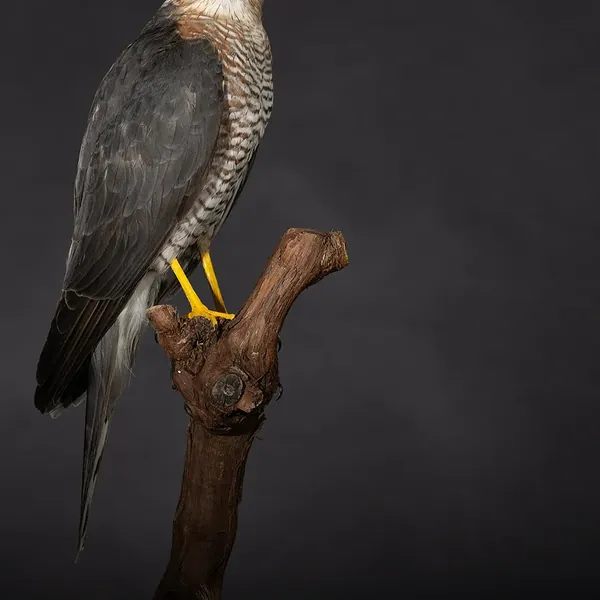 Opgezette sperwer (mannetje) (Accipiter nisus), geprepareerd door Judith van Schendel