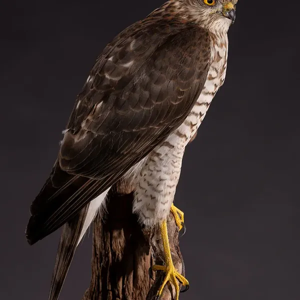 Opgezette sperwer (Accipiter nisus), geprepareerd door Judith van Schendel