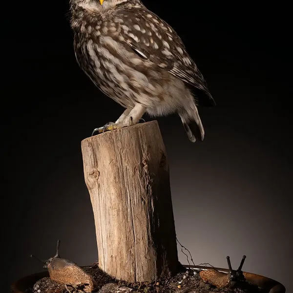 Opgezette steenuil (Athene noctua), geprepareerd door Judith van Schendel