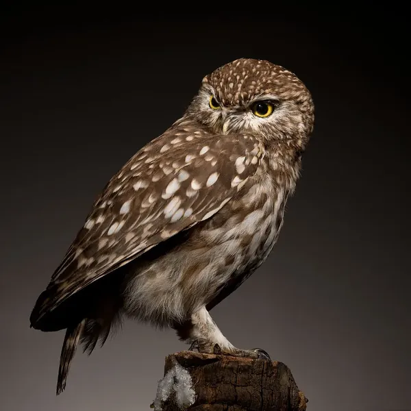 Opgezette steenuil (Athene noctua), geprepareerd door Judith van Schendel