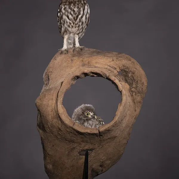 Opgezette Steenuiltjes EK Salzburg (Athene noctua), geprepareerd door Judith van Schendel