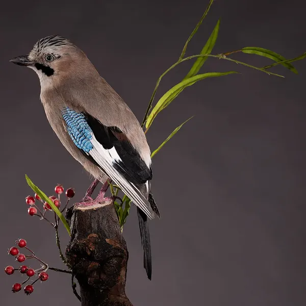 Opgezette Vlaamse gaai (Garrulus glandarius), geprepareerd door Judith van Schendel