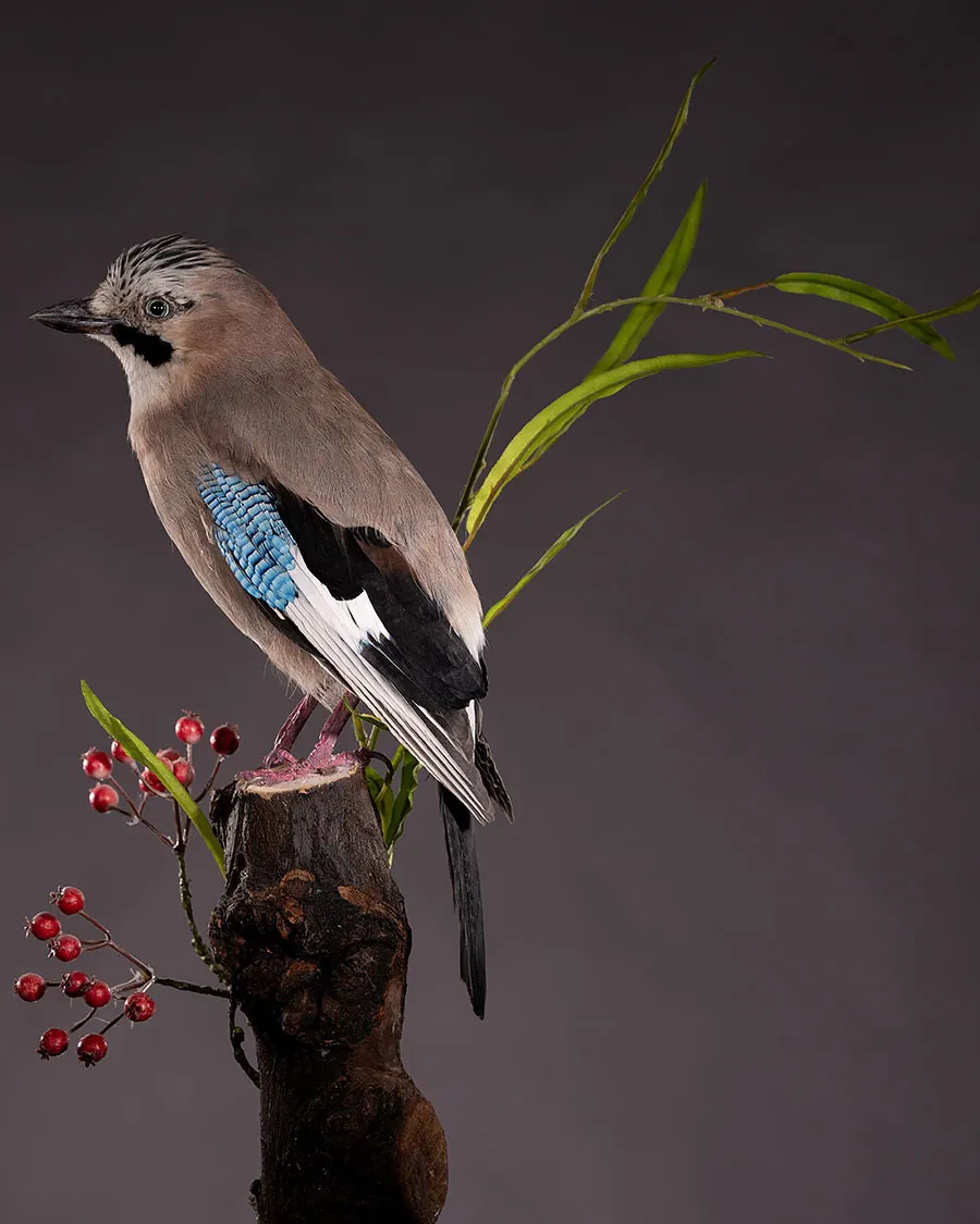 Opgezette Vlaamse gaai (Garrulus glandarius), geprepareerd door Judith van Schendel