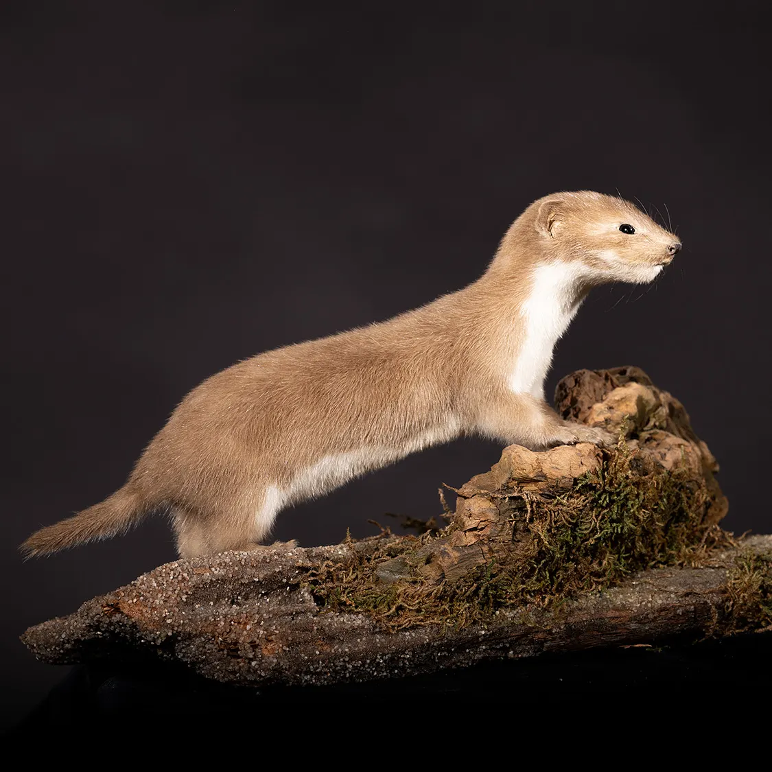 Opgezette wezel (Mustela nivalis), geprepareerd door Judith van Schendel